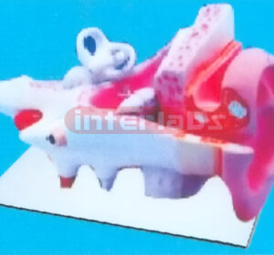 INDO-TYPE ANATOMICAL EAR MODEL Manufacturers and Suppliers From Ambala India