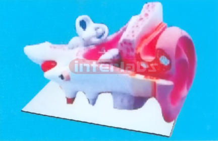 INDO-TYPE ANATOMICAL EAR MODEL Manufacturers and Suppliers From Ambala India
