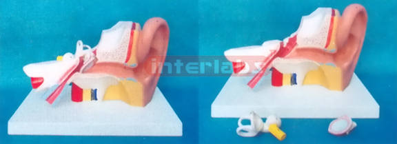 29 x 16 x 10 cm LEFT EAR