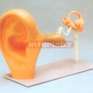 FUNCTIONAL EAR MODEL Manufacturers and Suppliers From Ambala India