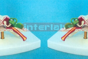 NATURAL ANATOMICAL EAR MODEL Manufacturers and Suppliers From Ambala India