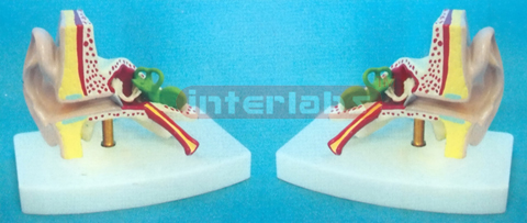 NATURAL ANATOMICAL EAR MODEL Manufacturers and Suppliers From Ambala India