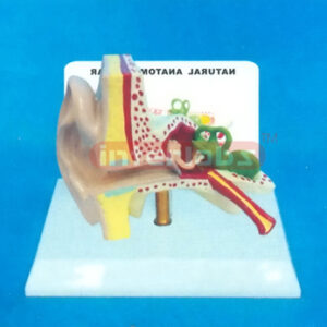 NATURAL RIGHT ANATOMICAL EAR MODEL WITH DESCRIPTION PLATE Manufacturers and Suppliers From Ambala India