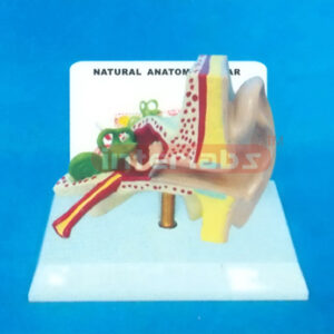 NATURAL LEFT ANATOMICAL EAR MODEL WITH DESCRIPTION PLATE Manufacturers and Suppliers From Ambala India