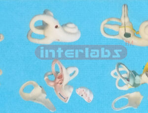 MAGNIFIED INTERNAL EAR MODEL Manufacturers and Suppliers From Ambala India