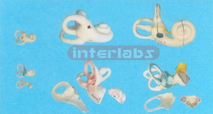MAGNIFIED INTERNAL EAR MODEL Manufacturers and Suppliers From Ambala India