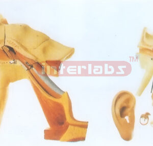 EAR STRUCTURE MODEL WITH PINNA Manufacturers and Suppliers From Ambala India