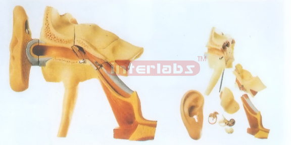 EAR STRUCTURE MODEL WITH PINNA Manufacturers and Suppliers From Ambala India