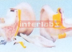 EXPANSION MODEL OF EAR DISSECTION (EXTERNAL MIDDLE AND INTERNAL EAR) Manufacturers and Suppliers From Ambala India