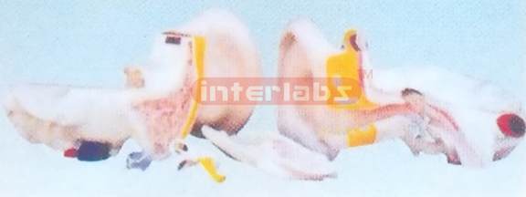 EXPANSION MODEL OF EAR DISSECTION (EXTERNAL MIDDLE AND INTERNAL EAR) Manufacturers and Suppliers From Ambala India