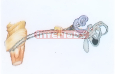 HUMAN MODEL OF THE VESTIBUL COHLEAR NERVE Manufacturers and Suppliers From Ambala India