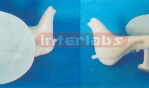 MAGNIFIED AUDITORY & OSSICLES MODEL Manufacturers and Suppliers From Ambala India