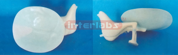 MAGNIFIED AUDITORY & OSSICLES MODEL Manufacturers and Suppliers From Ambala India