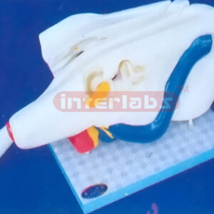 EAR SECTION STRUCTURE Manufacturers and Suppliers From Ambala India