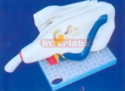 EAR SECTION STRUCTURE Manufacturers and Suppliers From Ambala India