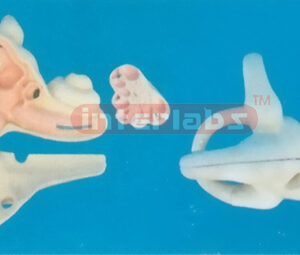 MAGNIFIED INTERNAL EAR DISSECTION MODEL Manufacturers and Suppliers From Ambala India