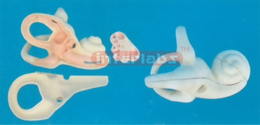 MAGNIFIED INTERNAL EAR DISSECTION MODEL Manufacturers and Suppliers From Ambala India