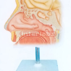 HUMAN BLOOD VESSELS INSIDE NASAL CAVITY Manufacturers and Suppliers From Ambala India