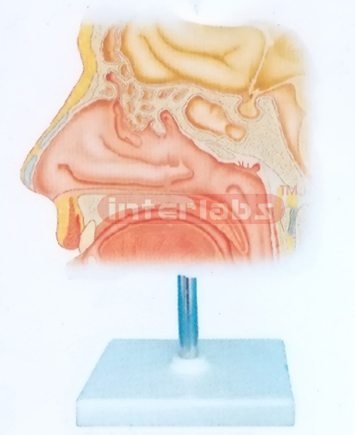 HUMAN BLOOD VESSELS INSIDE NASAL CAVITY Manufacturers and Suppliers From Ambala India