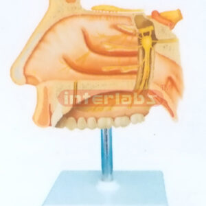 HUMAN NERVES MODEL INSIDE NASAL CAVITY Manufacturers and Suppliers From Ambala India