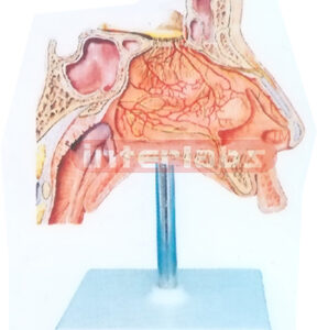 HUMAN NERVES MODEL INSIDE  NASAL CAVITY Manufacturers and Suppliers From Ambala India