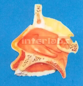 NOSE MODEL SIZE : 17 x 15 x 5 cm Manufacturers and Suppliers From Ambala India