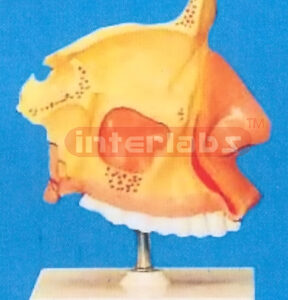 NOSE WITH PLASTIC STAND Manufacturers and Suppliers From Ambala India