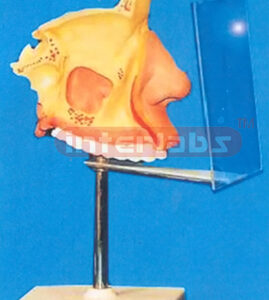 NOSE MODEL WITH PLASTIC STAND AND DESCRIPTION PLATE Manufacturers and Suppliers From Ambala India