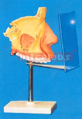 NOSE MODEL WITH PLASTIC STAND AND DESCRIPTION PLATE Manufacturers and Suppliers From Ambala India