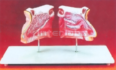 WHOLLY NOSE CAVITY DEMONSTRATION MODEL Manufacturers and Suppliers From Ambala India