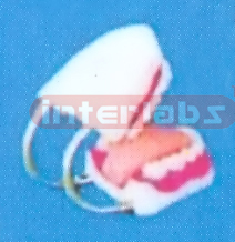 MIDDLE SANS TOOTH GAP FIXED DENTAL CARE MODEL (ORAL HYGIENE SET