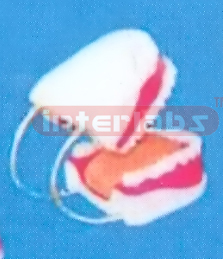 MIDDLE SANS TOOTH GAP FIXED DENTAL CARE MODEL WITH TONGUE ( ORAL HYGIENE SET