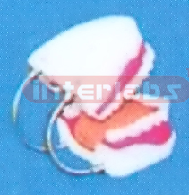 MIDDLE SANS TOOTH GAP FIXED DENTAL CARE MODEL WITH TONGUE (ORAL HYGIENE SET