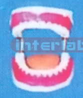 MIDDLE SANS TOOTH GAP FIXED DENTAL CARE MODEL (ORAL HYGIENE SET