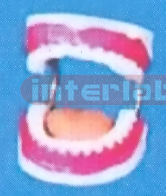 GIANT SANS TOOTH GAP FIXED DENTAL CARE MODEL W/GIANT TOOTH BRUSH & TONGUE (ORAL HYGIENE SET