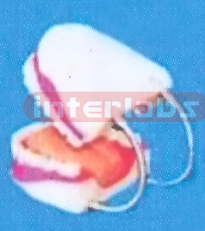 GIANT DENTAL CARE MODEL WITH TONGUE