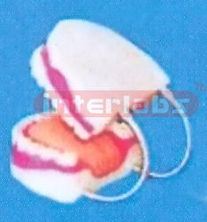 MIDDLE DENTAL CARE MODEL WITH TONGUE &ALL TEETH DISSECTIBLE (ORAL HYGIENE SET