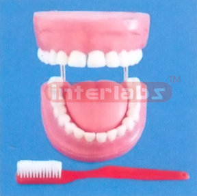 GIANT WITH TOOTH GAP FIXED DENTAL CARE MODEL WITH GIANT TOOTH BRUSH & TONGUE (ORAL HYGIENE SET