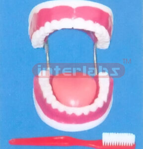 GIANT SANS TOOTH GAP FIXED DENTAL CARE MODEL WITH GIANTTOOTH BRUSH & TONGUE (ORAL HYGIENE SET