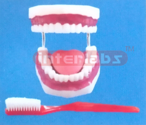 MIDDLE SANS TOOTH GAP FIXED DENTAL CARE MODEL WITH TONGUE & TOOTH BRUSH (ORAL HYGIENE SET