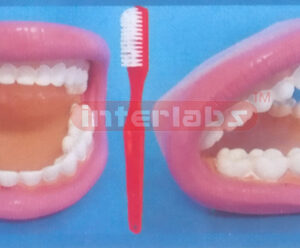 MIDDLE WHOLY DENTAL CARE DEMONSTRATION MODEL Manufacturers and Suppliers From Ambala India