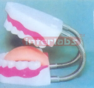 MIDDLE SANS TOOTH GAP FIXED DENTAL CARE MODEL WITH TONGUE (ORAL HYGIENE SET