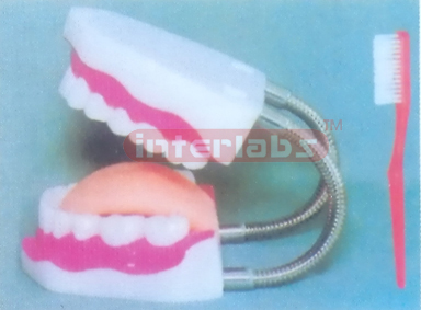 MIDDLE SANS TOOTH GAP FIXED DENTAL CARE MODEL WITH TONGUE (ORAL HYGIENE SET