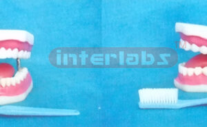 MIDDLE SANS TOOTH GAP FIXED DENTAL CARE MODEL WITH TO NGUE & TOOTH BRUSH (ORAL HYGIENE SET