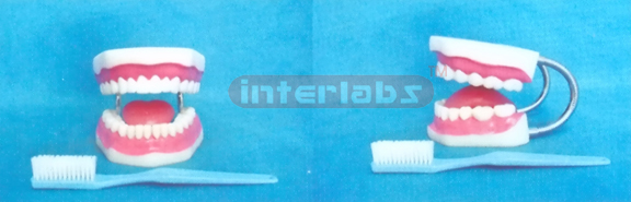 MIDDLE SANS TOOTH GAP FIXED DENTAL CARE MODEL WITH TO NGUE & TOOTH BRUSH (ORAL HYGIENE SET