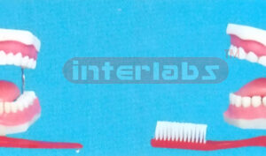 MIDDLE WITH TOOTH GAP FIXED DENTAL CARE MODEL WITONGUE & TOOTH BRUSH (ORAL HYGIENE SET