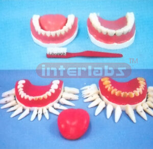 GIANT DENTAL CARE MODEL WITH TONGUE