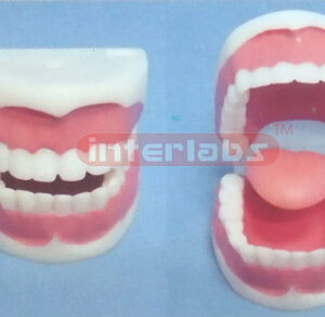 DENTAL CARE MODEL 32 PCS Manufacturers and Suppliers From Ambala India