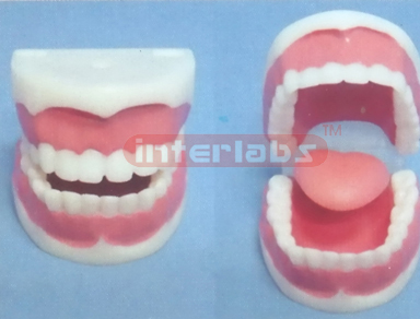 DENTAL CARE MODEL 32 PCS Manufacturers and Suppliers From Ambala India