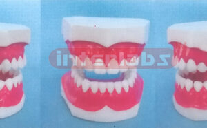 MIDDLE-LITTLE SANS TOOTH GAP FIXED DENTAL CARE MODEL OF THE GAP FIXED Manufacturers and Suppliers From Ambala India